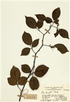 藏品(金櫻子)的圖片